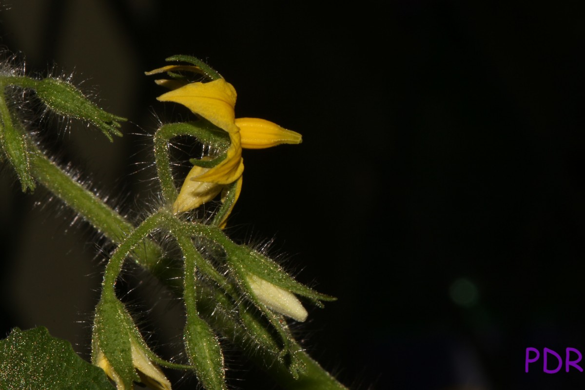 Solanum lycopersicum L.